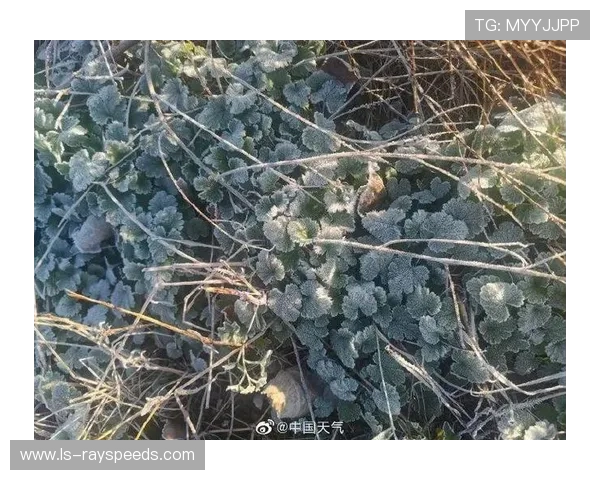 德国业余联赛因寒潮暂停，草根足球遭遇寒冬